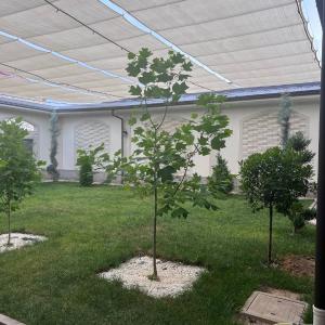 To'r naves - Setka Rebroset va Ecoset