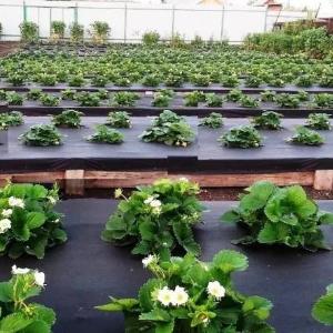 Агроволокно АгроЭл 60, (Мульча) Шир (9,3м)