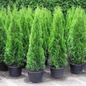 Саженцы туи