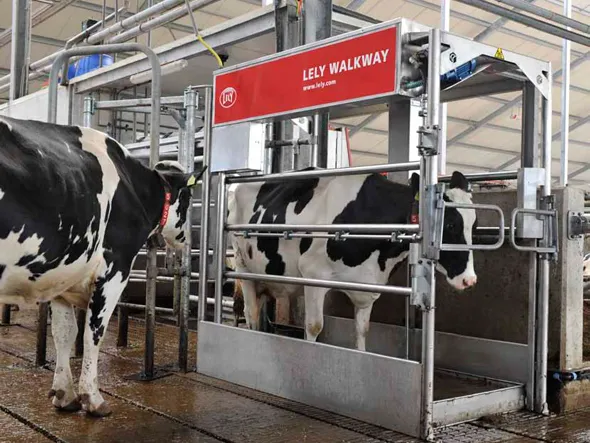 Lely Walkway avtomatlashtirilgan tuyoq yuvish mashinasi