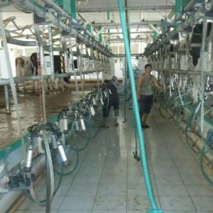 Доильные залы Карусель, Параллель, Елочка