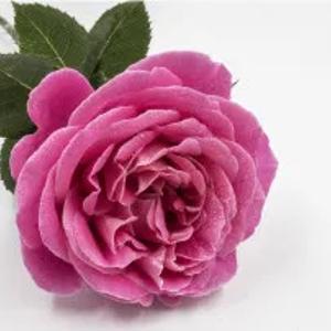 Отдушка с ароматом Французской розы