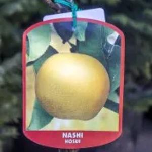 Ko'chat - nok nok Xosui