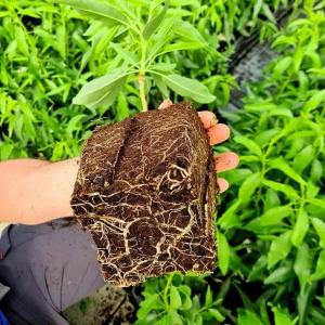 Высокоурожайные саженцы фруктовых деревьев