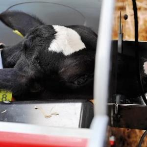 Автоматизированная система выпойки телят Lely Calm