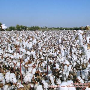 Хлопок