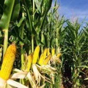 НС 205 Makkajo'xori urug'lari