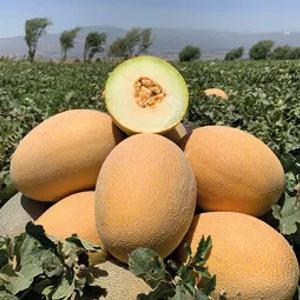 Семена дыни VCR-601