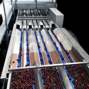 Сортировочные, калибровочные линии для фруктов