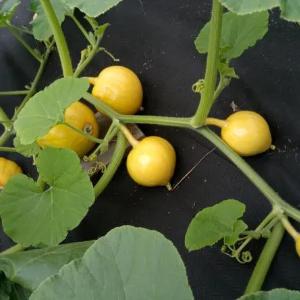 Спанбонд для цветника