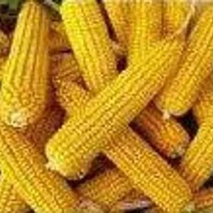 Makkajo'xori urug'i NS-205 (F1)