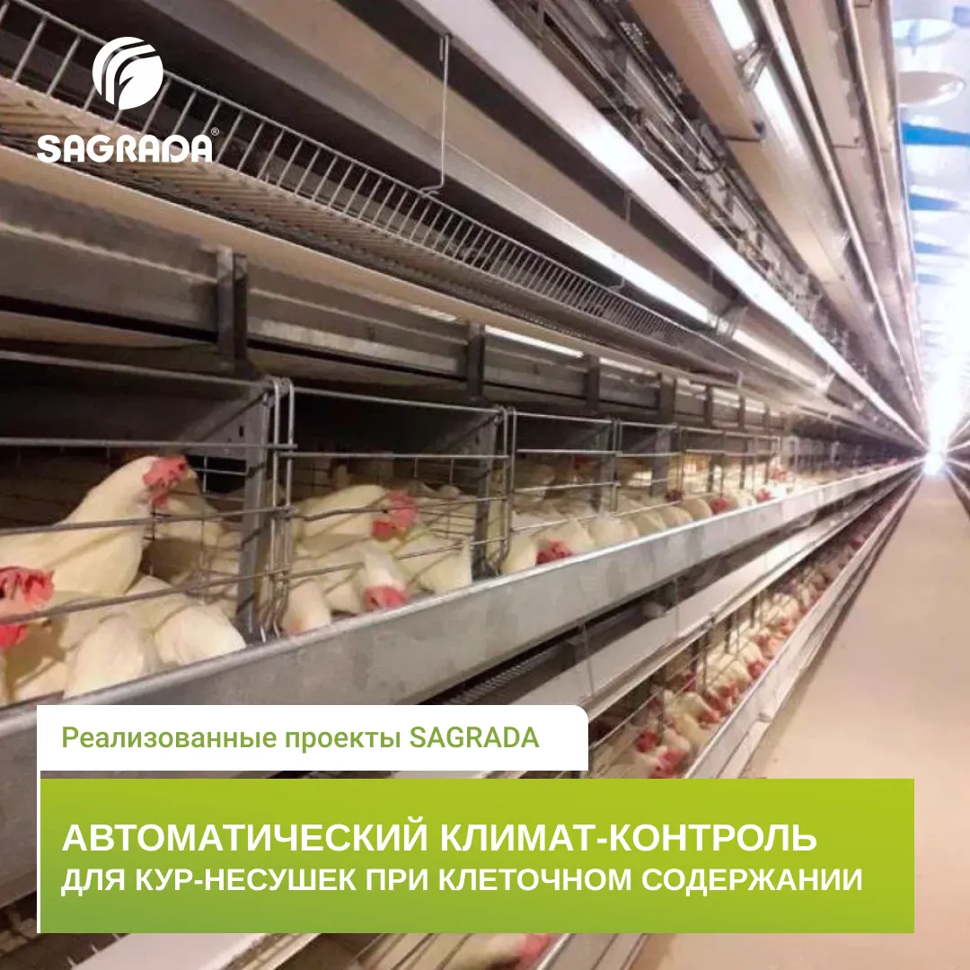 Tuxum qo'yadigan tovuqlar uchun iqlim nazorati