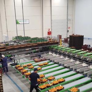 Mevalarni saralash va kalibrlash liniyalari