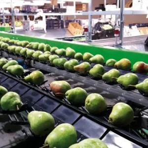 Meva ajratish liniyalari