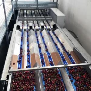 Сортировочные линии для фруктов