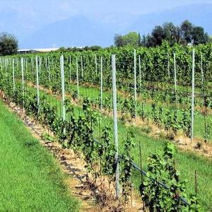 Опорные деревянные конструкции для фруктовых садов