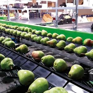 Сортировочные, калибровочные линии для фруктов