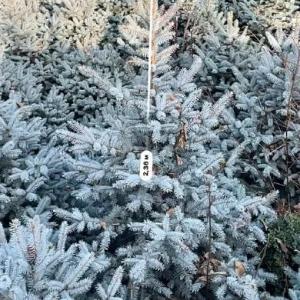 Голубая Ель - Archa