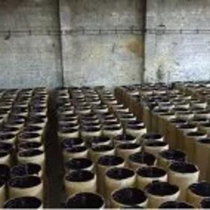 Tom yopish bitumli gossipol