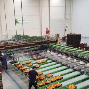 Meva ajratish liniyalari