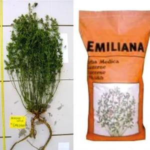 Beda urug'lari "EMILIANA"