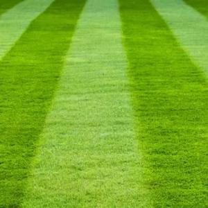Газон Полоса 4 см