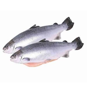 Boshi kesilgan pushti qizil ikra (PSJ)