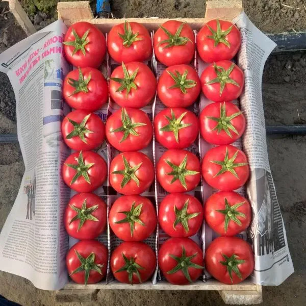 Pomidorlar "mol go'shti"