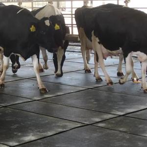 Экологичное покрытие для фермерства и животноводства