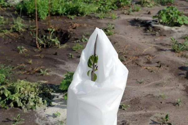 Агроволокно АгроЭл 60, (Мульча) Шир (9,3м)
