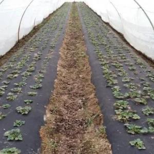 Agrofibre (Spunbond) 42, Kengligi (1,6m va 3,2m) Ulgurji narxlar!!