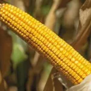 Makkajo'xori urug'lari ZENIT FAO 700